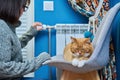 Cat lying on chair near heating radiator, woman regulating temperature