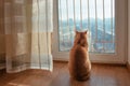 Red ginger cat watching throught the window outside to the cityscape in the sunny day Royalty Free Stock Photo