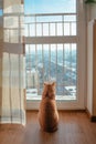 Red ginger cat watching throught the window outside to the cityscape in the sunny day Royalty Free Stock Photo