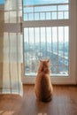 Red ginger cat watching throught the window outside to the cityscape in the sunny day Royalty Free Stock Photo