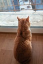 Red ginger cat watching throught the window outside to the cityscape in the sunny day Royalty Free Stock Photo