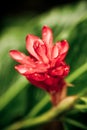Red ginger flower