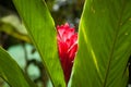 Red Ginger flower and big green leaves close-up. Exotic red flowers. Royalty Free Stock Photo