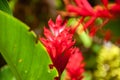 Red Ginger flower and big green leaves close-up. Exotic vivid red flowers with foliage. Royalty Free Stock Photo