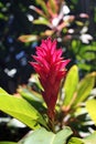 A Red Ginger Flower with a Blurred Background in Hawaii Royalty Free Stock Photo