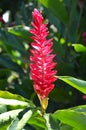 Red GInger Flower