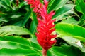 Red ginger flower in lush greenery Royalty Free Stock Photo