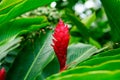 Red ginger flower in lush greenery Royalty Free Stock Photo
