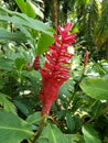 red ginger flower in a tropical garden in spring season Royalty Free Stock Photo