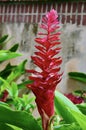 Red Ginger Flowering Plant Royalty Free Stock Photo