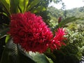 Red Ginger Flowers on a Tropical Island Royalty Free Stock Photo