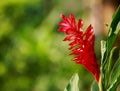 Red ginger in garden