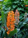 Red ginger lily Flower Hedychium coccineum Tara