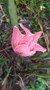 Red ginger lily flower  kecombrang honje Royalty Free Stock Photo