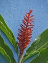 Red ginger plant Royalty Free Stock Photo