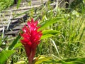 Red ginger plant in Amazon Royalty Free Stock Photo