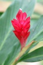 Red Ginger Plant Flower Royalty Free Stock Photo