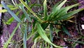 Red Ginger Plant, small flat leaves with a pointed tip-green color Royalty Free Stock Photo