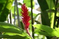 RED GINGER PLANT SURROUNDED BY GREEN FOLIAGE IN THE JUNGLE Royalty Free Stock Photo