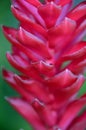 Red Ginger Plant Royalty Free Stock Photo