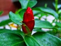 Red Ginger planted in the garden begins to bloom in red. Royalty Free Stock Photo