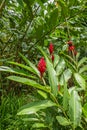 Red Ginger in Pura Vida nature reserve, Bijagual, Costa Rica Royalty Free Stock Photo