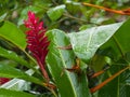 Red ginger in rain Royalty Free Stock Photo