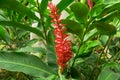 Red ginger `s petal on green leafs, a tropical flowering plant, Botanical name is Alpinia purpurata known as King jungle