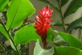 Red ginger `s petal on green leafs, a tropical flowering plant, Botanical name is Alpinia purpurata known as King jungle