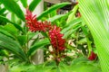 Red ginger `s petal on green leafs, a tropical flowering plant, Botanical name is Alpinia purpurata known as King jungle or Queen