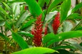 Red ginger `s petal on green leafs, a tropical flowering plant, Botanical name is Alpinia purpurata known as King jungle