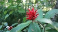 Red Ginger or Sandakan flowers that are in bloom come from the tropical forests Royalty Free Stock Photo