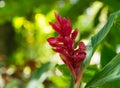 Red Ginger Scientific name: Zingiber officinale Roscoe