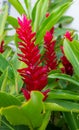 Red Ginger Scientific name: Zingiber officinale Roscoe