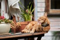 Red ginger tabby cat laying on a garden table surrounded by pot plants cleaning his paw. Royalty Free Stock Photo