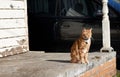 Red ginger tabby cat sitting on a concrete porch of weathered house with a black car in the background. Royalty Free Stock Photo