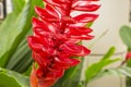 Red ginger is a tropical flowering plant, Botanical name is Alpinia purpurata known as King jungle or Queen jungle Royalty Free Stock Photo