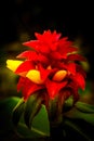 Red Ginger Tropical Plant in Florida Natural Environment