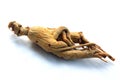 Red Ginseng Royalty Free Stock Photo