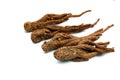 Red Ginseng Royalty Free Stock Photo