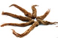 Red Ginseng Royalty Free Stock Photo