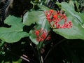 Red ginseng flower at the backyard with green leaves Royalty Free Stock Photo
