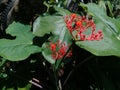 Red ginseng flower at the backyard with green leaves