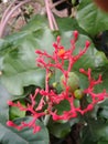 Red Ginseng flower with ginseng seed for replanting