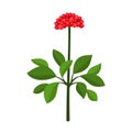 Red Ginseng plant flat style vector illustration