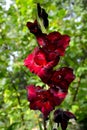 Red Gladiola and water drops.Nice flowers in the garden in midsummer, in a sunny day. Green landscape Royalty Free Stock Photo