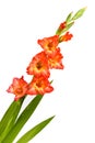 Red Gladiolus