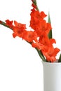 Red Gladiolus Royalty Free Stock Photo