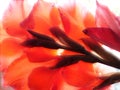 Red Gladiolus Royalty Free Stock Photo