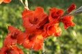 Red gladiolus Royalty Free Stock Photo